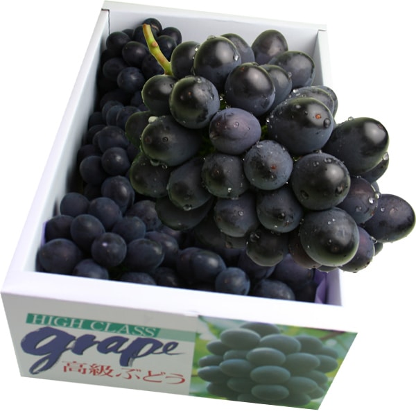 【前払い不可】山形県産大粒ぶどう「高尾｣ 種無し ２kg(3～5房)