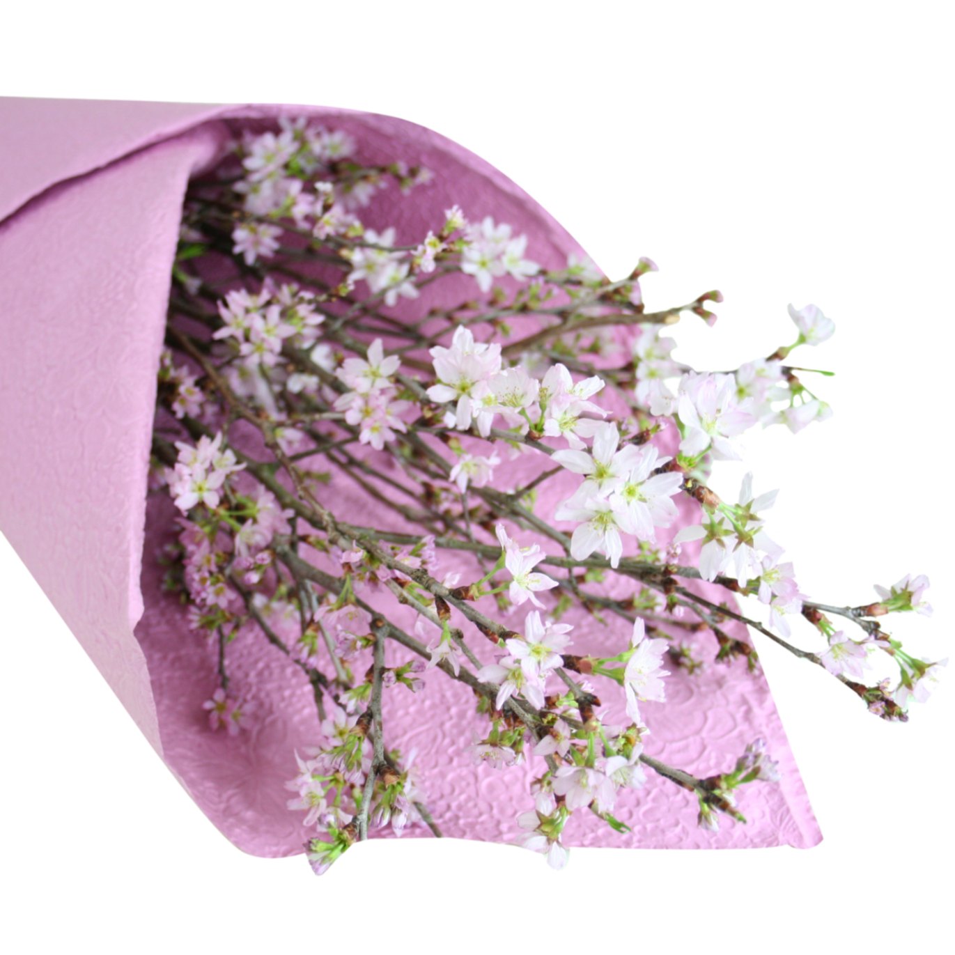 【桜と共に新年を迎えましょう】送料無料 山形産冬の桜「啓翁桜」(けいおうざくら)8本(70-80cm)［12月下旬お届け］