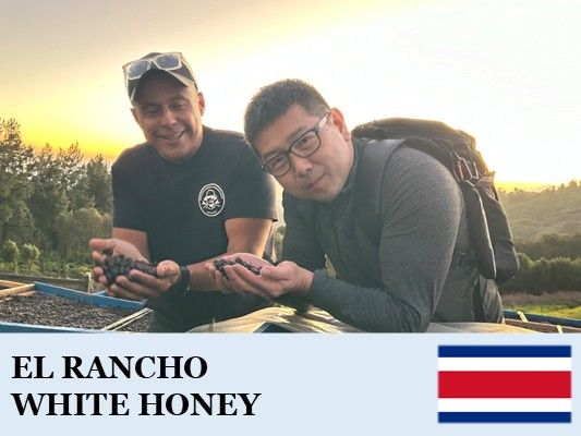 �������ꥫ������������ �ۥ磻�ȥϥˡ�