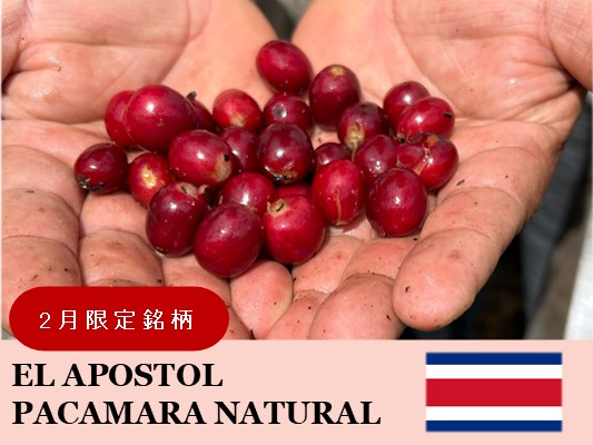 �ڣ������ۥ������ꥫ�����ݥ��ȥ����� �ѥ��ޥ�� �ʥ�����