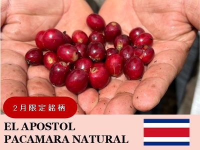 �ڣ������ۥ������ꥫ�����ݥ��ȥ����� �ѥ��ޥ�� �ʥ�����