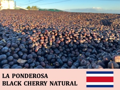 �������ꥫ���ݥ�ǥ������� �֥�å������꡼