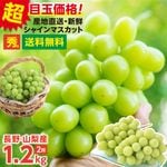 ���㥤��ޥ����å� �� 1.2�� / ���� / Ĺ� �������� ) ����ľ��