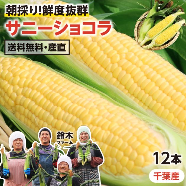 とうもろこし サニーショコラ（ 2L 12本 / A品 / 千葉県産 ) 朝採り