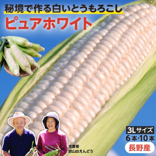 とうもろこし ピュアホワイト （ 6本 / 3L / 長野県産）朝採り 産地