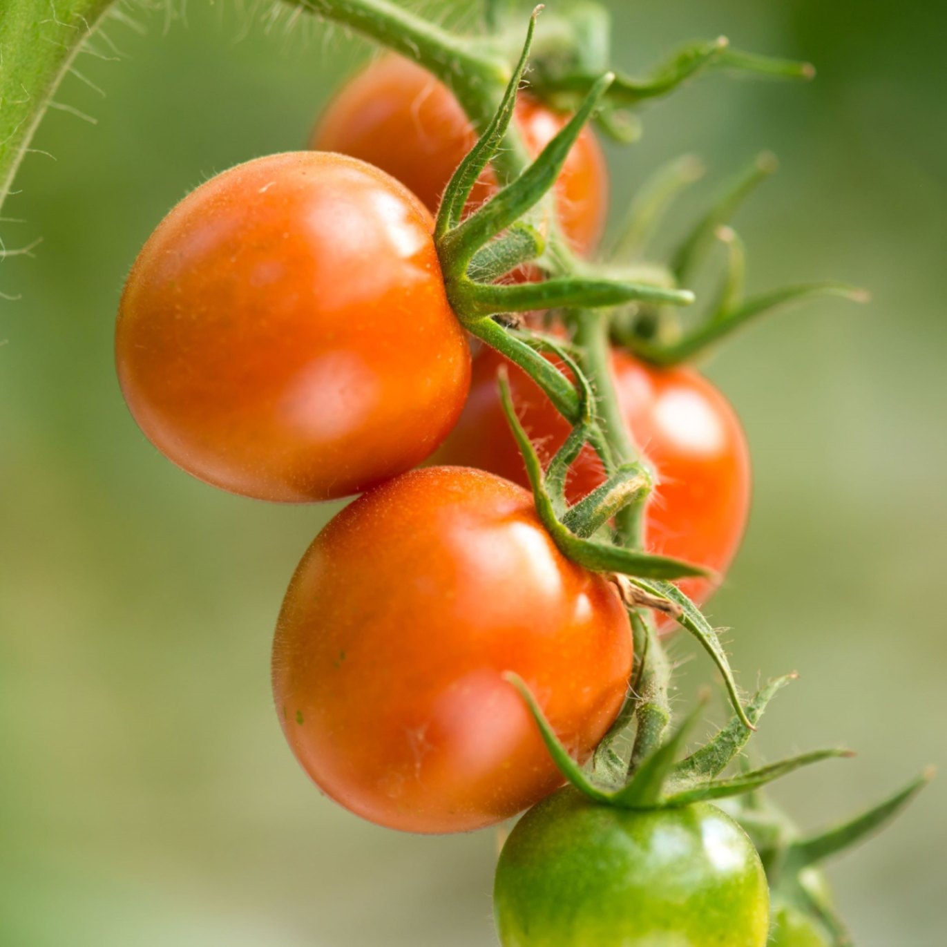 あかい実りの贅沢しぼり(とろり・黒)180ml(簡易箱)