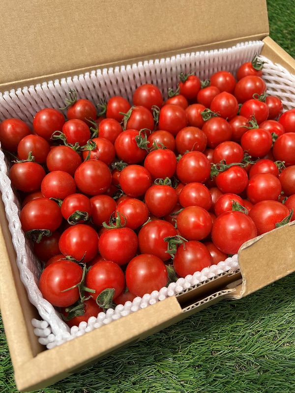 トマクイーン不揃いバラ詰め1.2kg入り※無くなり次第終了