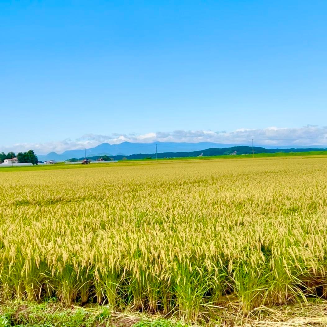 送料無料【数量限定販売】令和7年 宮城県産つや姫精米 5㎏<br>※1回の注文で3袋まで！