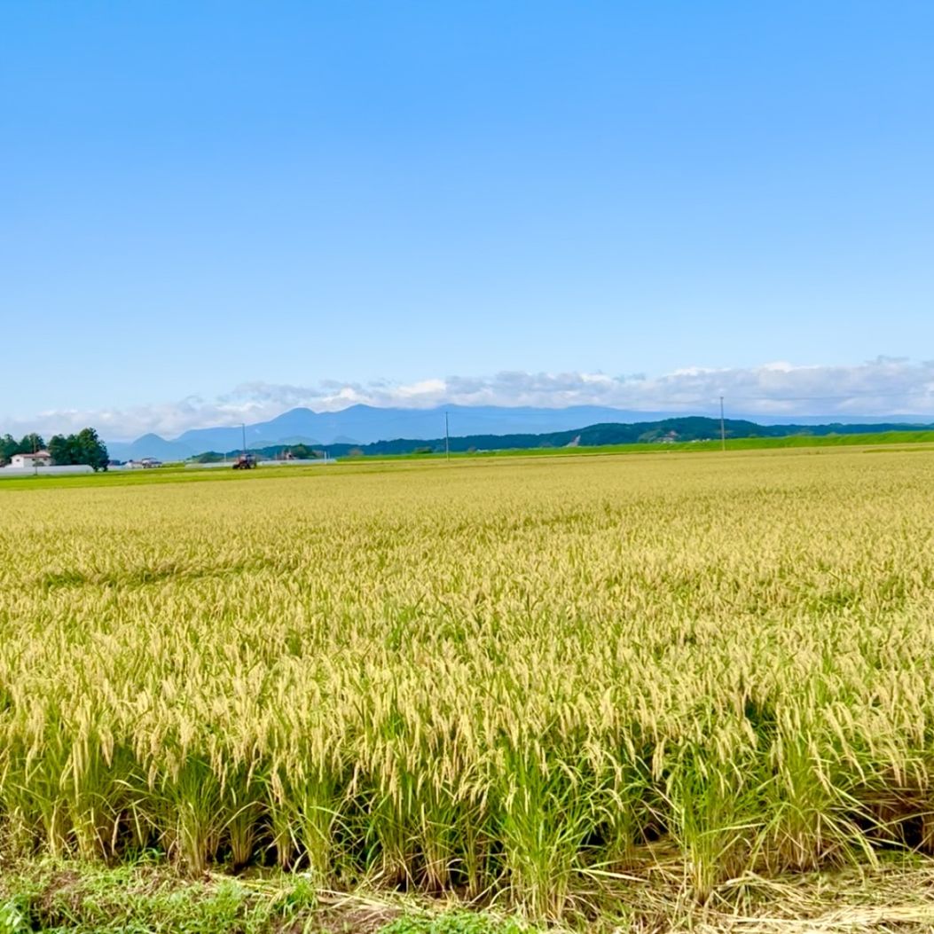 送料無料【数量限定販売】令和7年 宮城県産つや姫精米 3㎏×3個<br>※1回の注文で2セットまで！