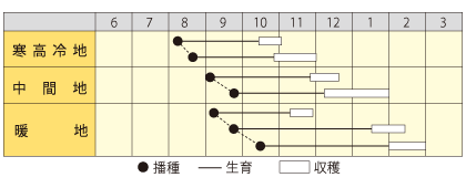 ダイコン　秋かなで