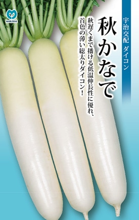 ダイコン 秋かなで | 根菜類,ダイコン,秋ダイコン | 丸種オンライン 
