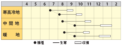 ダイコン YR健勝2号