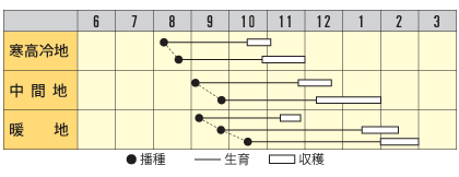 ダイコン 冬ひびき