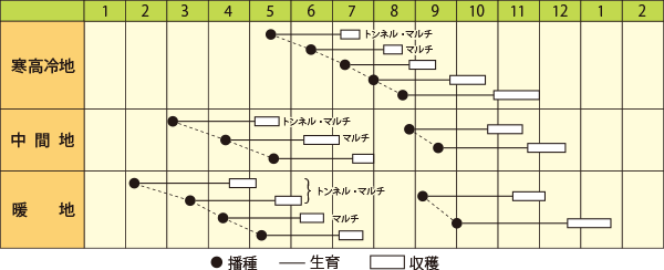 ダイコン　サラダ大根