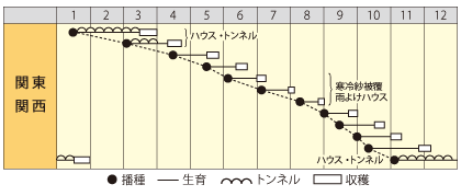 葉ダイコン　葉王（はおう）