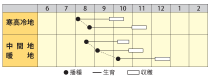 ダイコン　天津青長