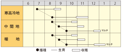 ダイコン　秋まき茜わらべ