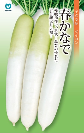 春ダイコン　春かなで