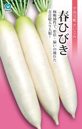 春ダイコン　春ひびき