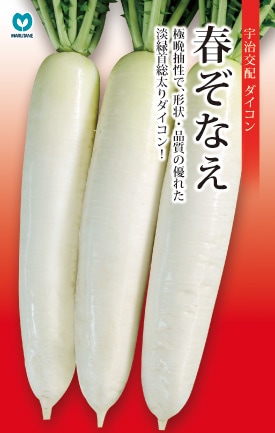 春ダイコン　春ぞなえ