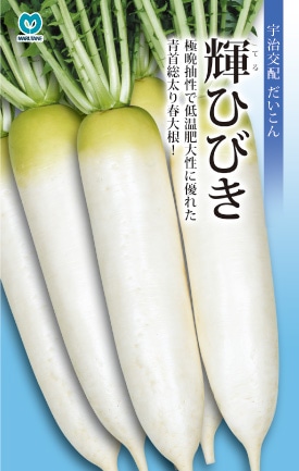 春ダイコン　輝ひびき