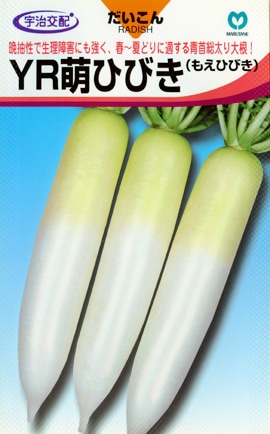 春ダイコン　YR萌ひびき