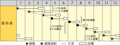 ハツカダイコン　オーブレッド【今期品切れ】