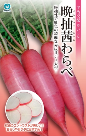 ダイコン　晩抽茜わらべ