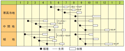 ダイコン　晩抽茜わらべ