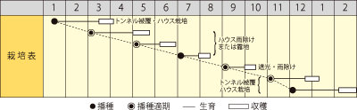 ハツカダイコン　リンダホワイト