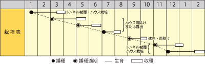 ハツカダイコン　リンダレッド