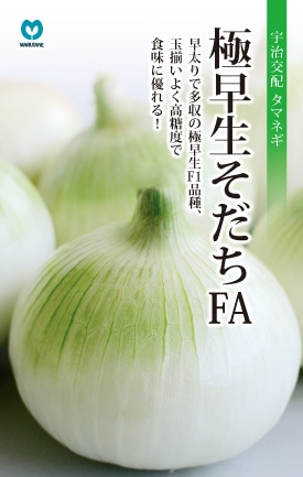 タマネギ　極早生育ちFA