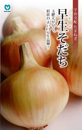 タマネギ　早生そだち