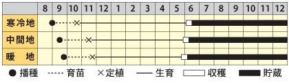 タマネギ　京そだち