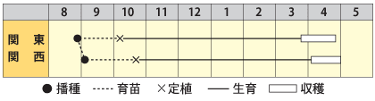 タマネギ　春陽黄
