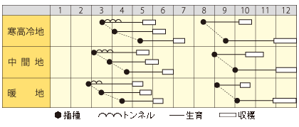 カブ　味こがね