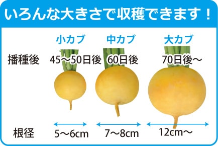 カブ　味こがね