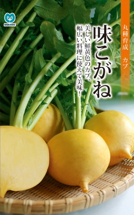 カブ　味こがね