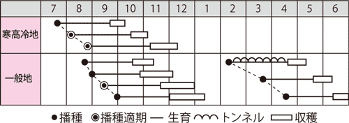 カブ　つがる紅（赤茎）