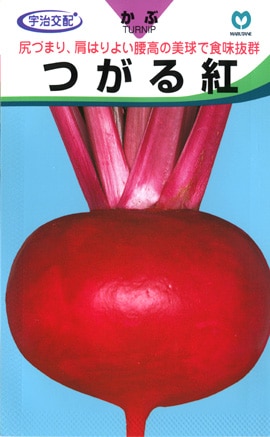 カブ　つがる紅（赤茎）