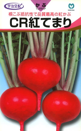 カブ　CR紅てまり