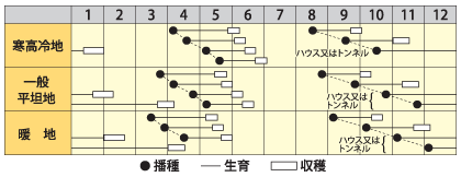 カブ　サラダ紅かぶ