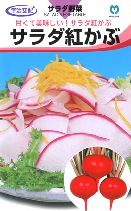 カブ　サラダ紅かぶ