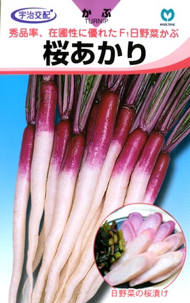 カブ　桜あかり