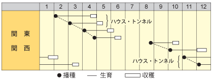 カブ　桜あかり
