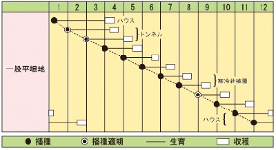 小カブ　味サラダかぶ
