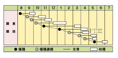 カブ　CR味くらべ