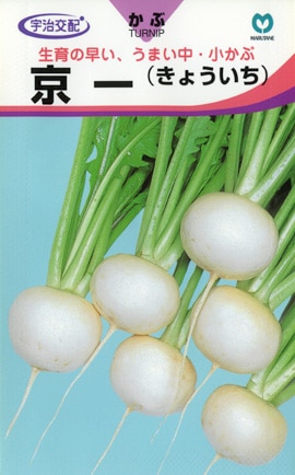 カブ　京一（きょういち）