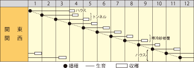 カブ　湖蝶（こちょう）