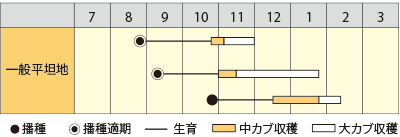 カブ　まるみ